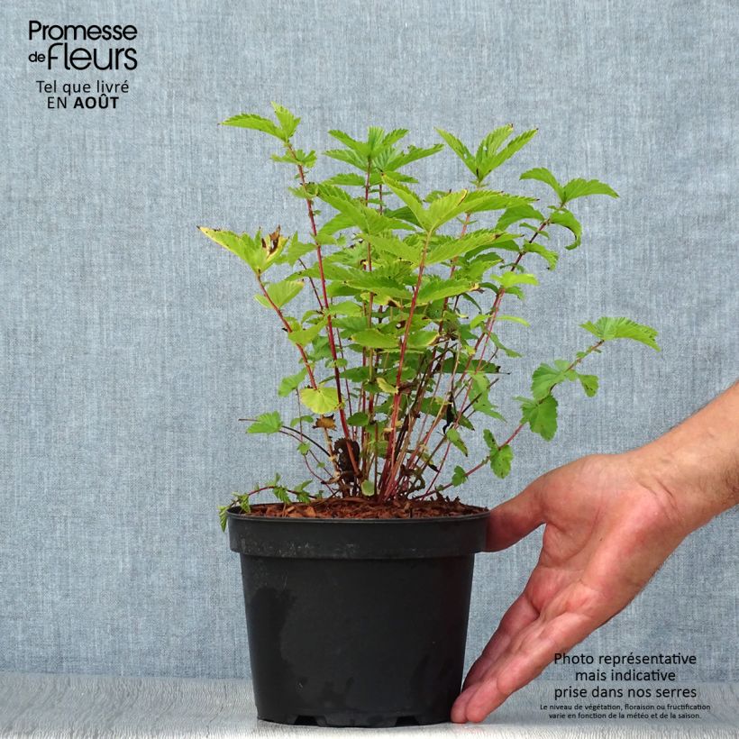 Esemplare di Filipendula ulmaria - Olmaria comune Vaso da 2L/3L consegnato in estate
