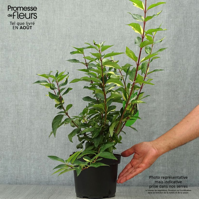 Esemplare di Forsizia Variegata Vaso da 3L/4L consegnato in estate