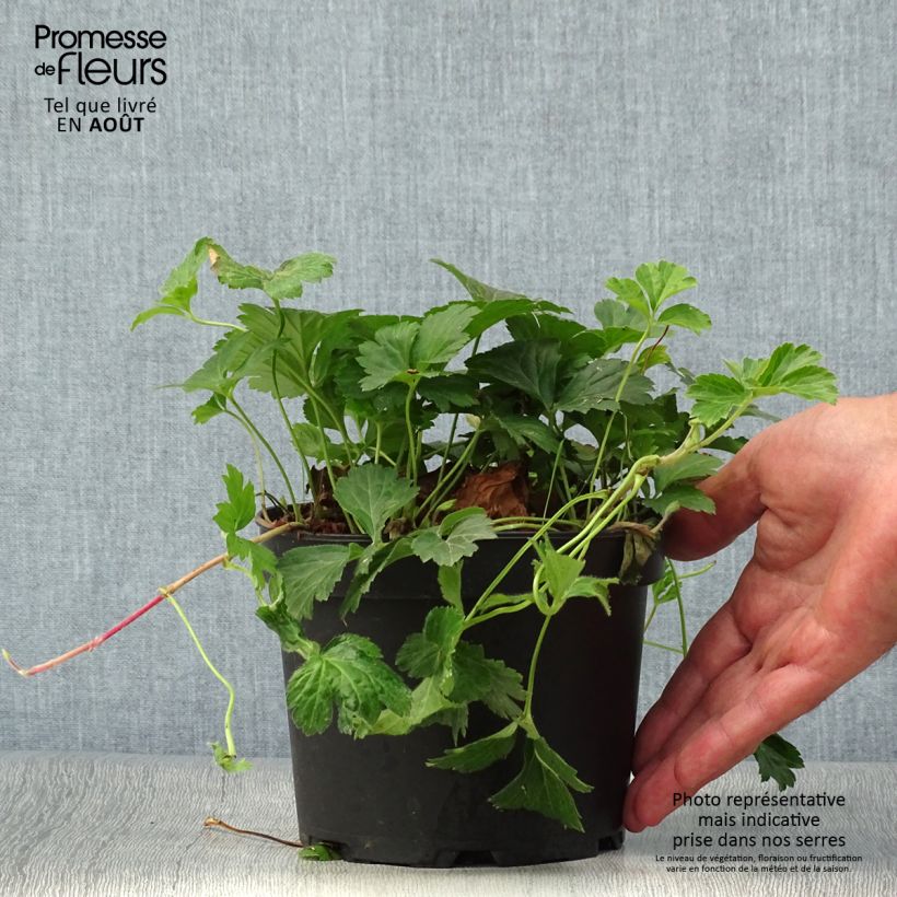 Esemplare di Waldsteinia ternata - Fragola sterile Vaso da 2L/3L consegnato in estate