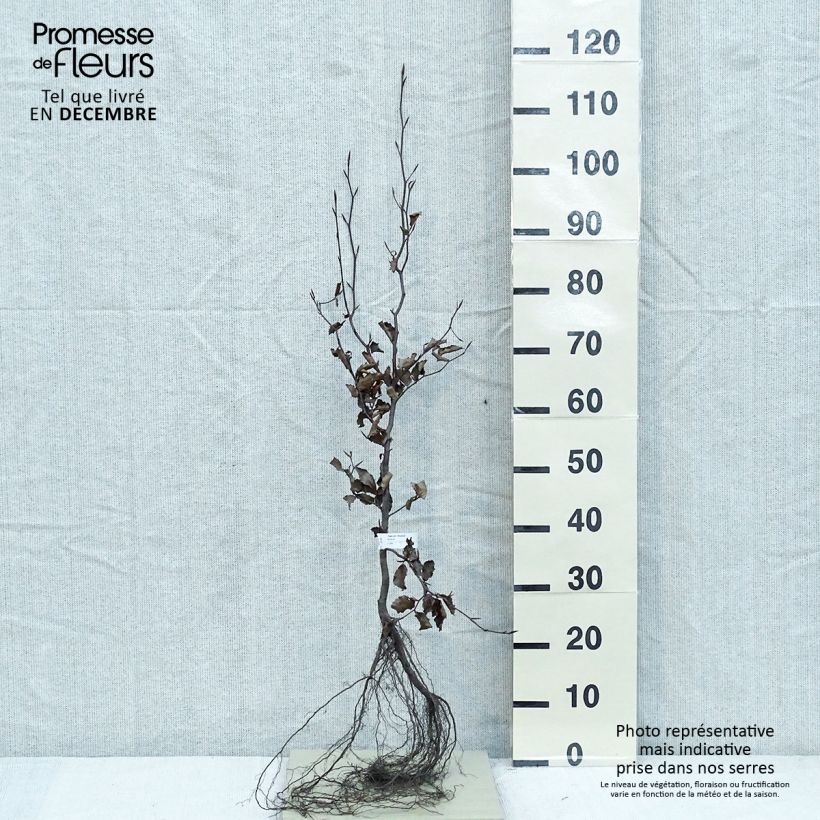 Fagus sylvatica Atropurpurea - Faggio ramato Piante piccole a radice nuda esemplare consegnato in inverno