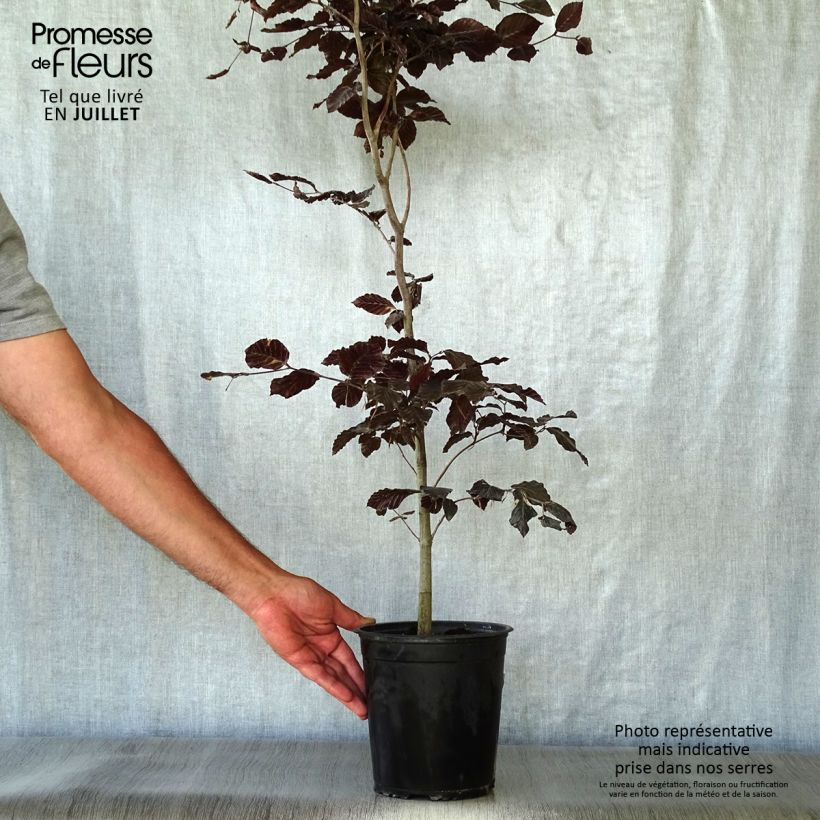 Esemplare di Fagus sylvatica Atropurpurea - Faggio ramato Vaso da 2L/3L consegnato in estate
