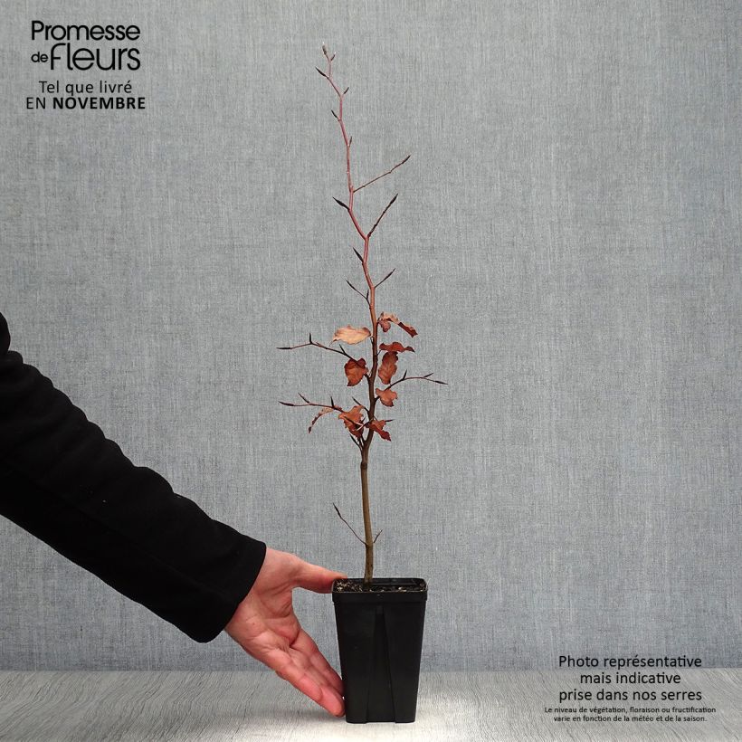 Esemplare di Fagus sylvatica Atropurpurea - Faggio ramato Vasetto da 8/9 cm come consegnato in autunno
