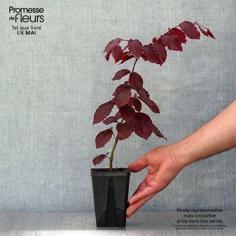 Fagus sylvatica Atropurpurea - Faggio ramato Vasetto da 8/9 cm esemplare consegnato in primavera