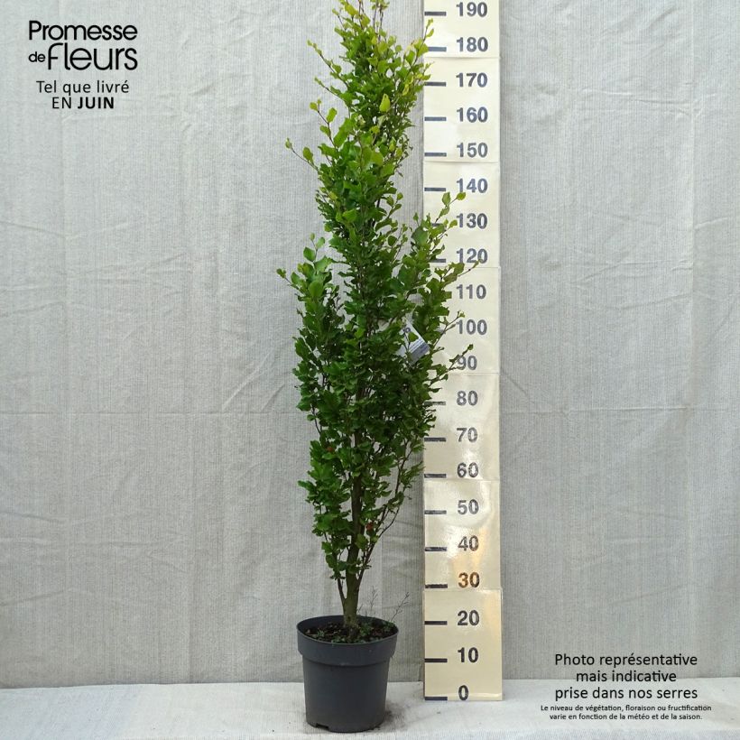 Fagus sylvatica Callista - Faggio Vaso da 7,5L/10L esemplare consegnato in primavera