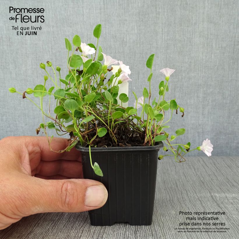 Esemplare di Falkia repens Vasetto da 8/9 cm consegnato in estate