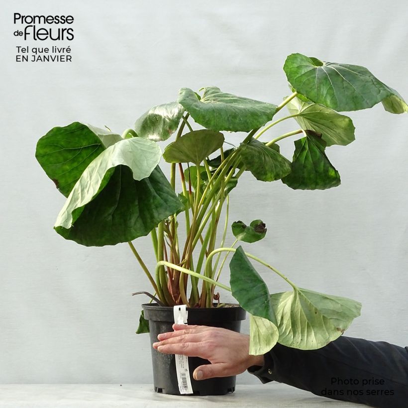 Farfugium japonicum Crispata Vaso da 4L/5L esemplare consegnato in inverno