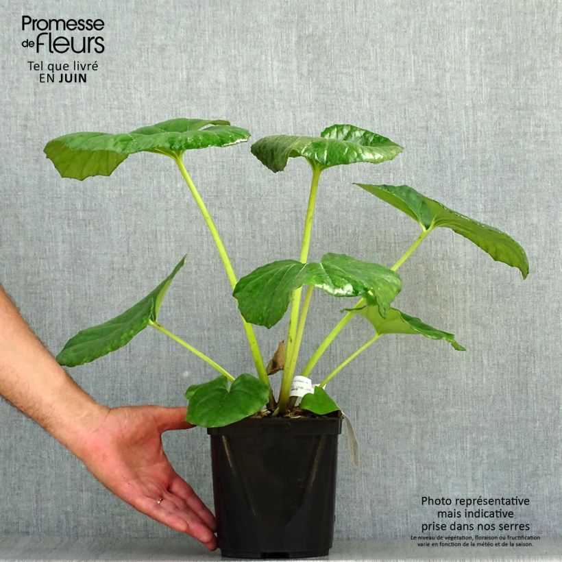 Esemplare di Farfugium japonicum Gigantea Vaso da 3L/4L consegnato in estate