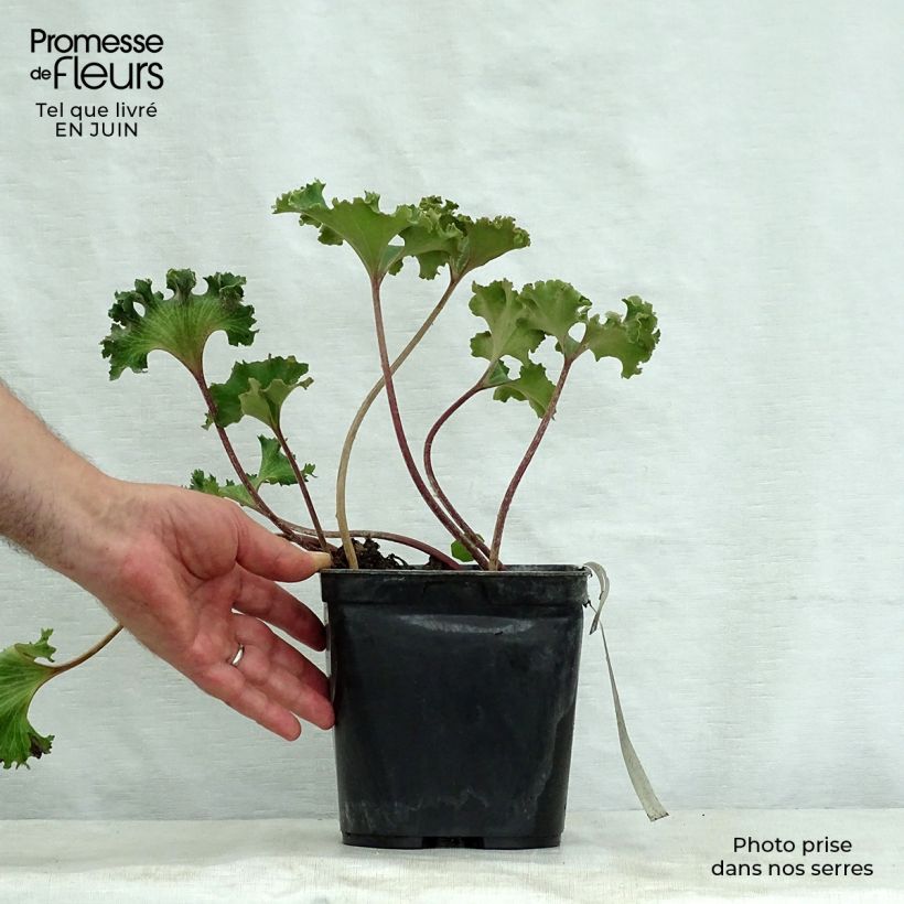 Esemplare di Farfugium japonicum Wavy Gravy Vaso da 2L/3L consegnato in estate