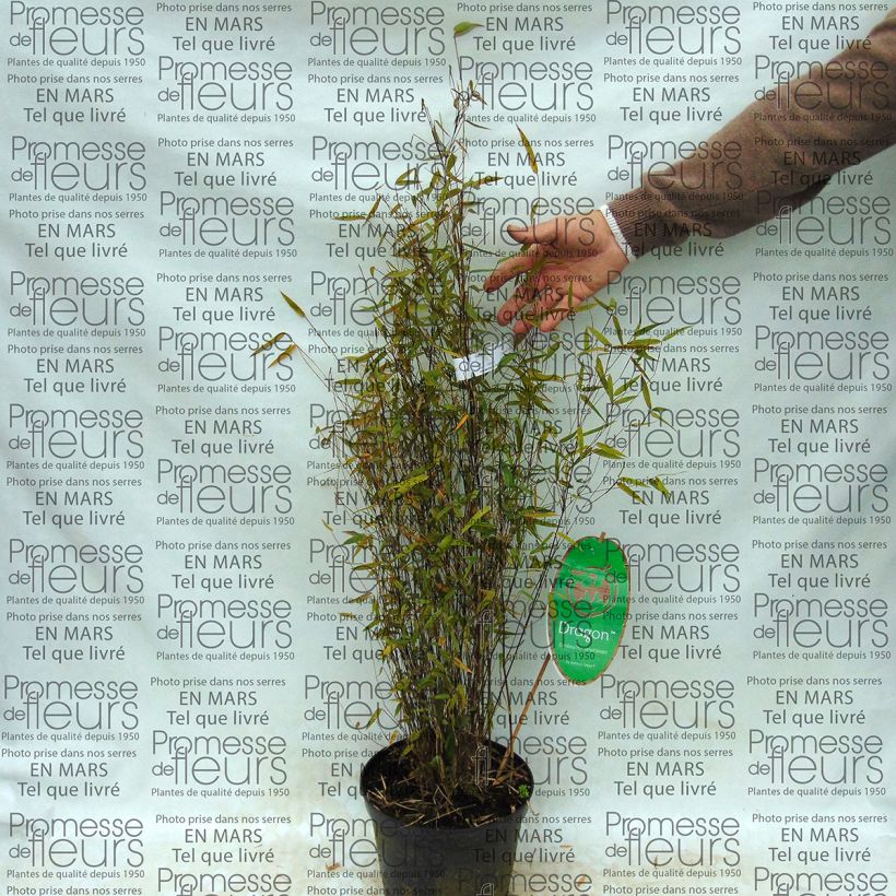 Esempio di esemplare Fargesia sp Sichuan Green Dragon Vaso da 2L/3LAltezza consegnata circa 50/60cm come consegnato