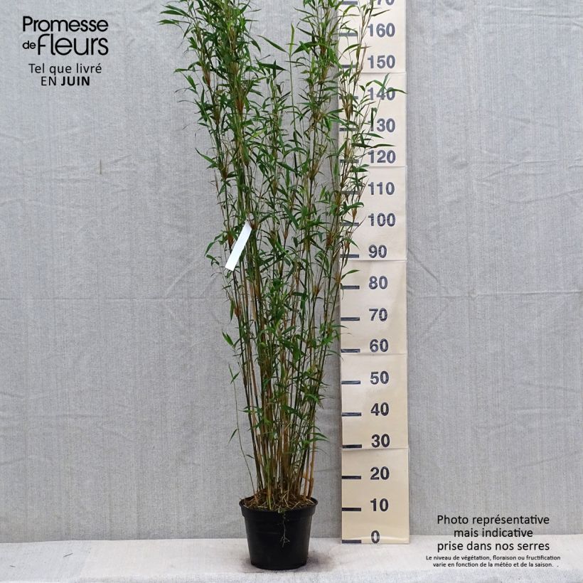 Esemplare di Fargesia papyrifera Blue Dragon Vaso da 4L/5L consegnato in estate