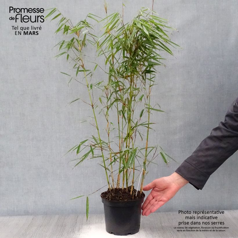 Fargesia robusta - Bambou non traçant Pot de 2L/3LHauteur livrée env. 50/60cm esemplare consegnato in primavera