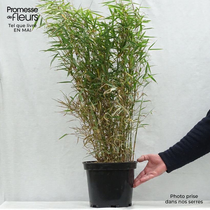 Fargesia robusta - Bambou non traçant Pot de 4L/5LHauteur livrée env. 80/120cm esemplare consegnato in primavera