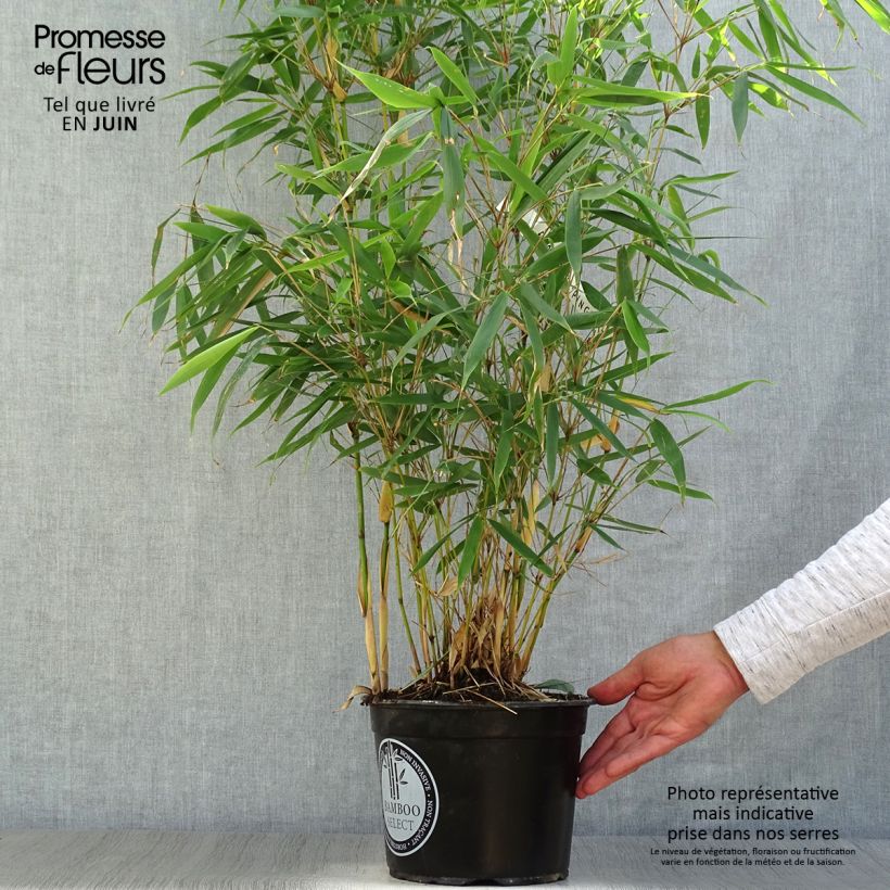 Esemplare di Fargesia robusta Pingwu Vaso da 4L/5L consegnato in estate