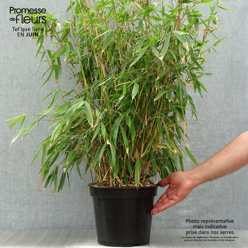 Esemplare di Fargesia robusta Pingwu Vaso da 7,5L/10L consegnato in estate