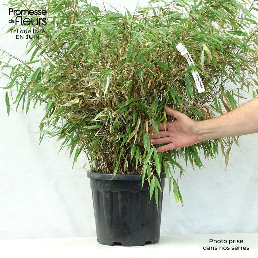 Esemplare di Fargesia robusta Wenchuan Vaso da 12L/15L consegnato in estate