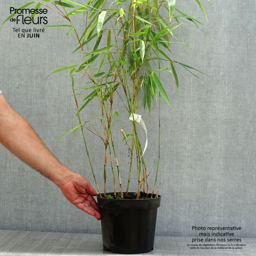 Esemplare di Fargesia robusta Wolong Vaso da 4L/5L consegnato in estate