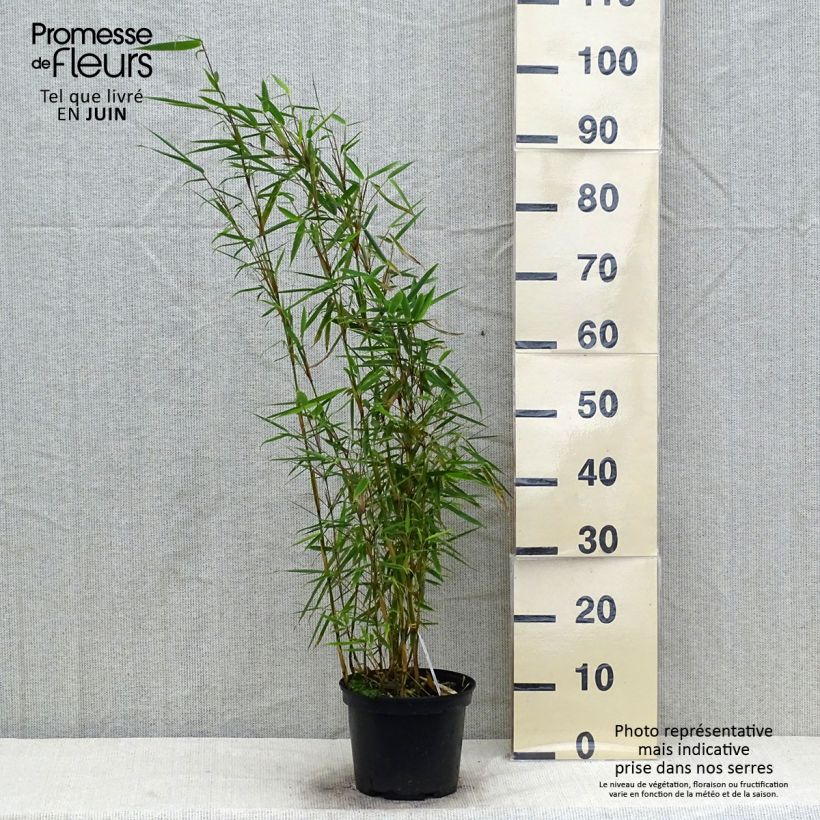 Esemplare di Fargesia robusta Vaso da 4L/5L consegnato in estate
