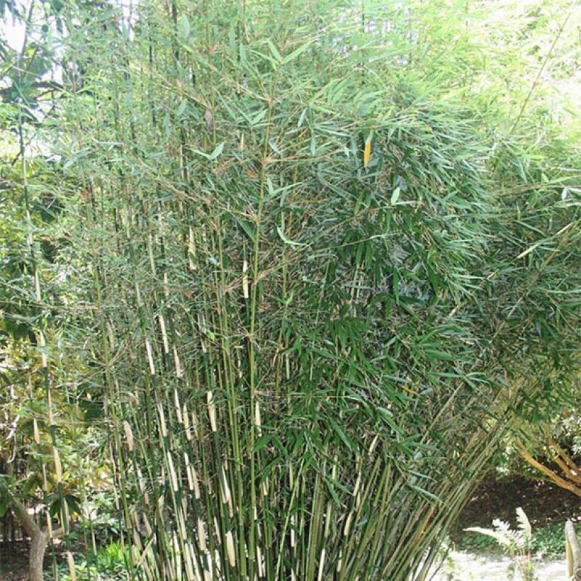 Fargesia robusta (Porto)