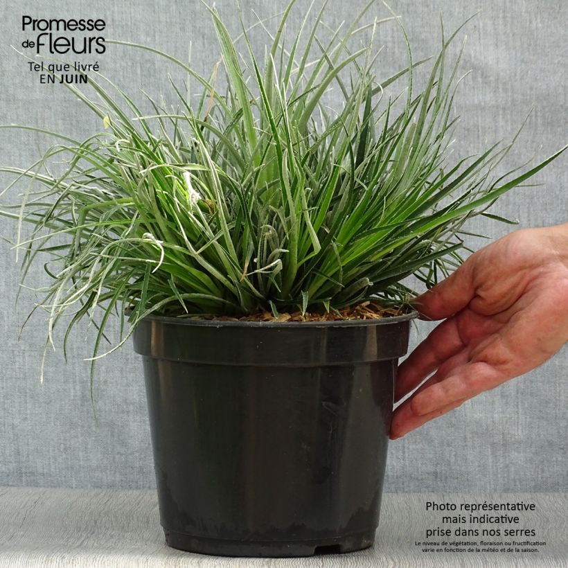 Esemplare di Fascicularia bicolor Vaso da 3L/4L consegnato in estate