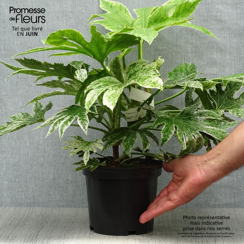 Esemplare di Fatsia japonica Spider's Web Vaso da 2L/3L consegnato in estate