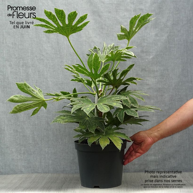 Esemplare di Fatsia japonica Spider's Web Vaso da 6L/7L consegnato in estate