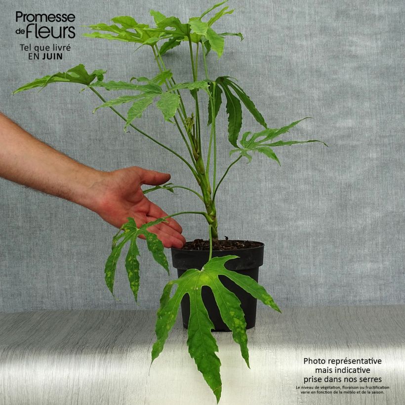 Esemplare di Fatsia polycarpa Green Fingers Vaso da 2L/3L consegnato in estate