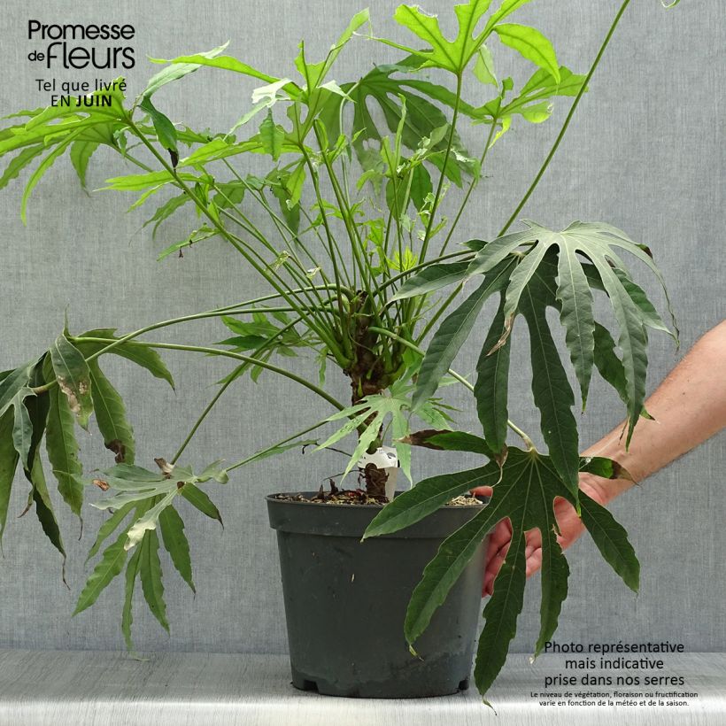 Esemplare di Fatsia polycarpa Green Fingers Vaso da 6L/7L consegnato in estate