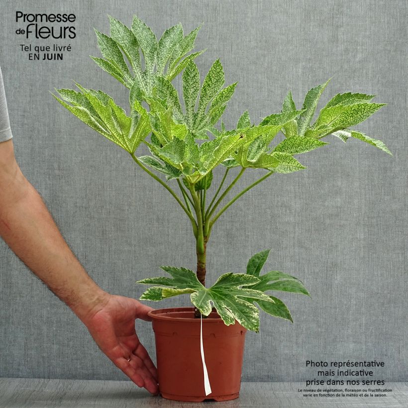 Esemplare di Fatsia japonica Variegata Vaso da 3L/4L consegnato in estate
