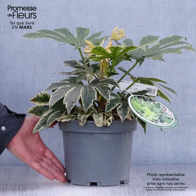 Fatsia japonica Variegata Vaso da 3L/4LAltezza consegnata circa 30cm esemplare consegnato in primavera