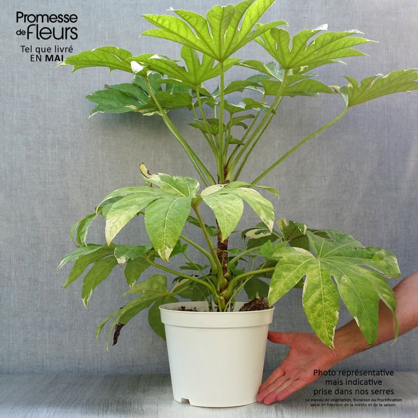 Fatsia japonica Variegata Vaso da 6L/7LAltezza consegnata circa 60/70cm esemplare consegnato in primavera