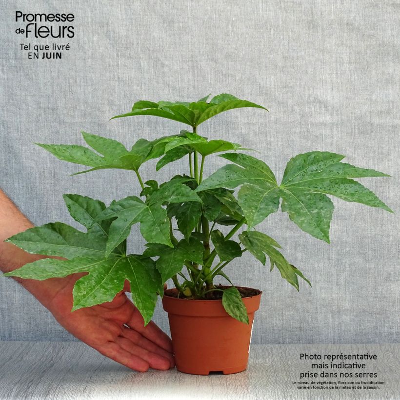 Esemplare di Fatsia japonica - Aralia giapponese Vasetto da 8/9 cm consegnato in estate