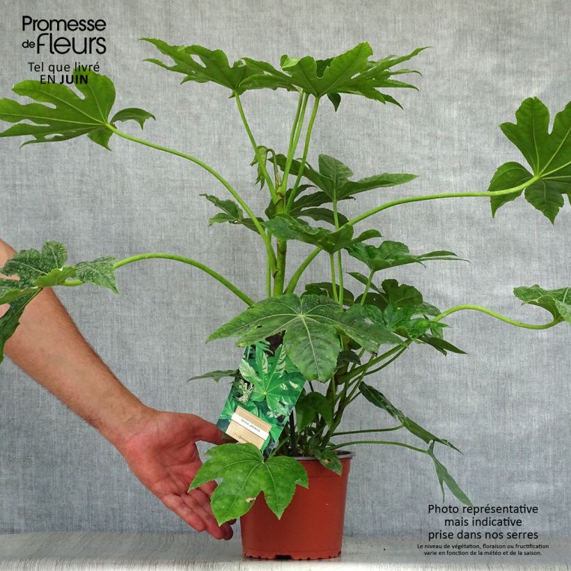 Esemplare di Fatsia japonica - Aralia giapponese Vaso da 2L/3L consegnato in estate