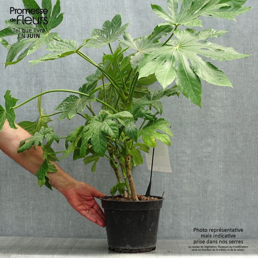 Esemplare di Fatsia japonica - Aralia giapponese Vaso da 4L/5L consegnato in estate