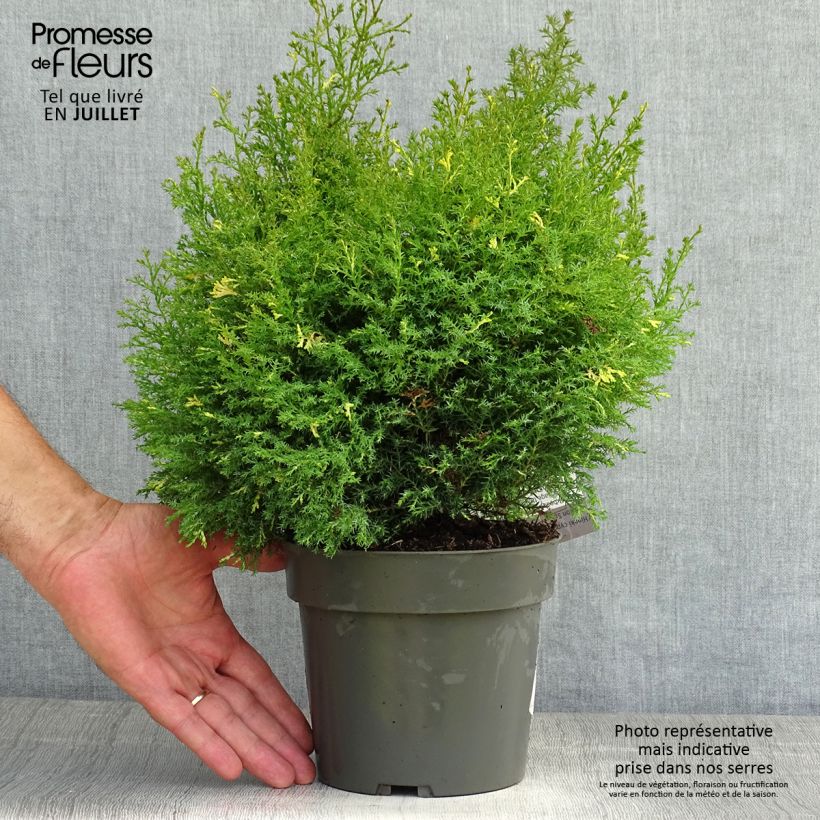 Esemplare di Chamaecyparis obtusa Saffron Spray - Cipresso di Hinoki Vaso da 2L/3L consegnato in estate