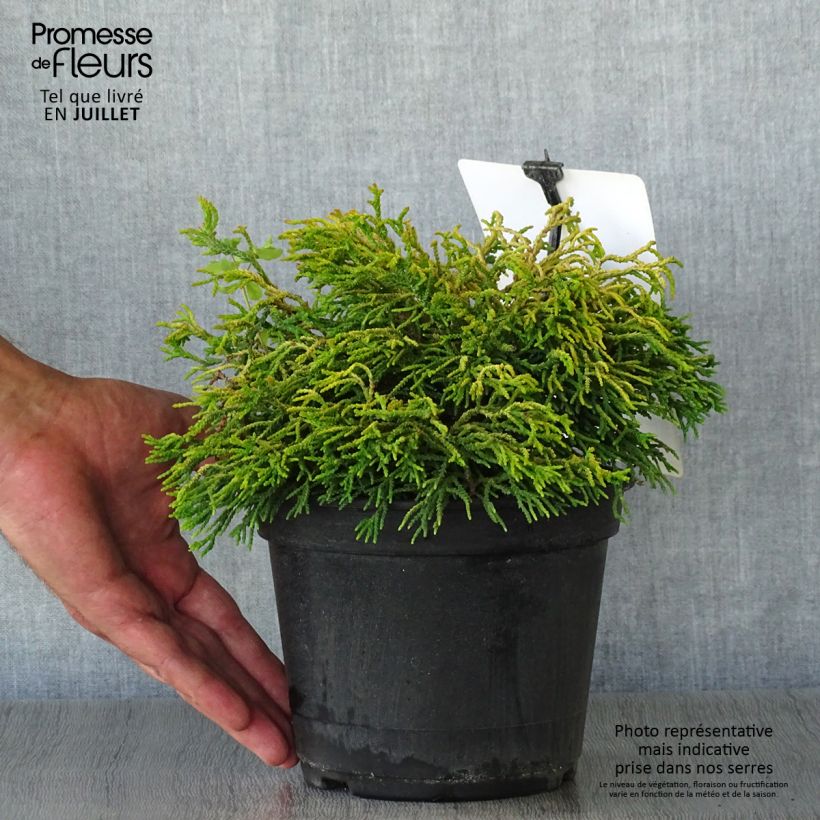 Esemplare di Chamaecyparis obtusa Tsatsumi Gold - Cipresso di Hinoki Vaso da 2L/3L consegnato in estate