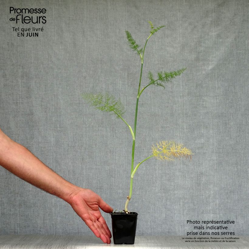 Esemplare di Foeniculum vulgare - Finocchio Vasetto da 7/8 cm consegnato in estate