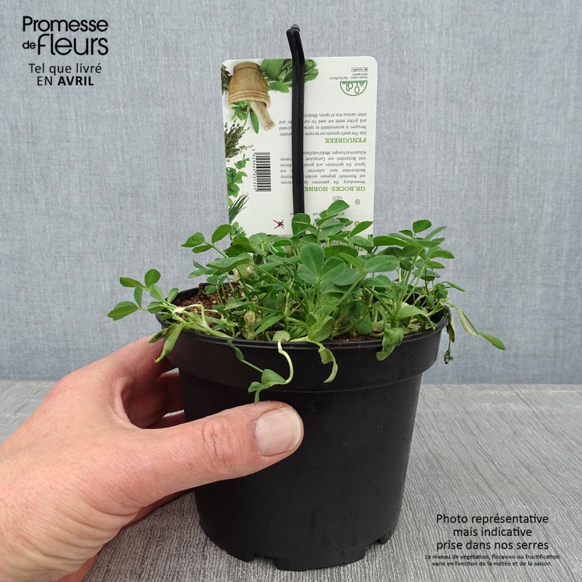 Trigonella foenum-graecum - Fieno greco comune (piante) Vaso da 1,5L/2L esemplare consegnato in primavera