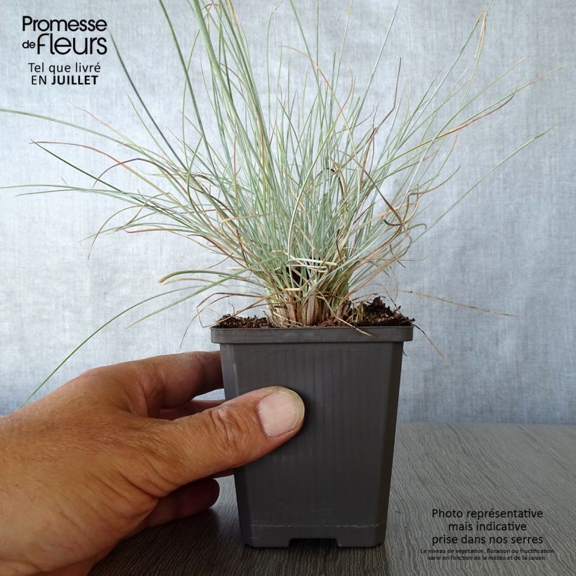 Esemplare di Festuca glauca Intense Blue - Festuca blu Vasetto da 8/9 cm consegnato in estate