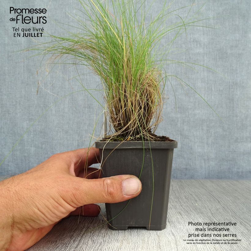 Esemplare di Festuca amethystina Vasetto da 8/9 cm consegnato in estate
