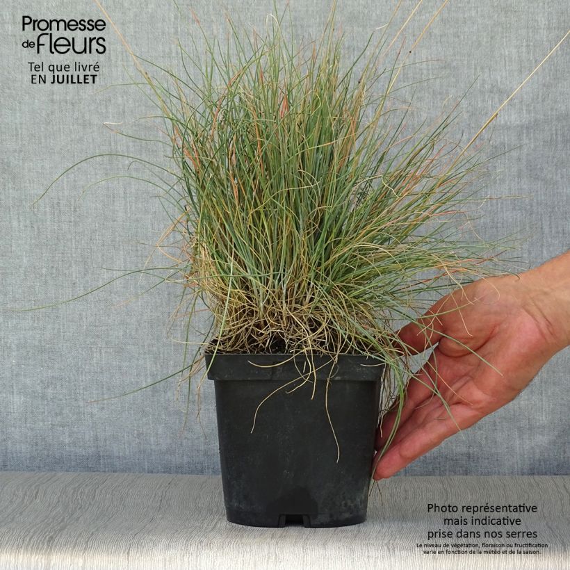 Esemplare di Festuca amethystina Vaso da 2L/3L consegnato in estate