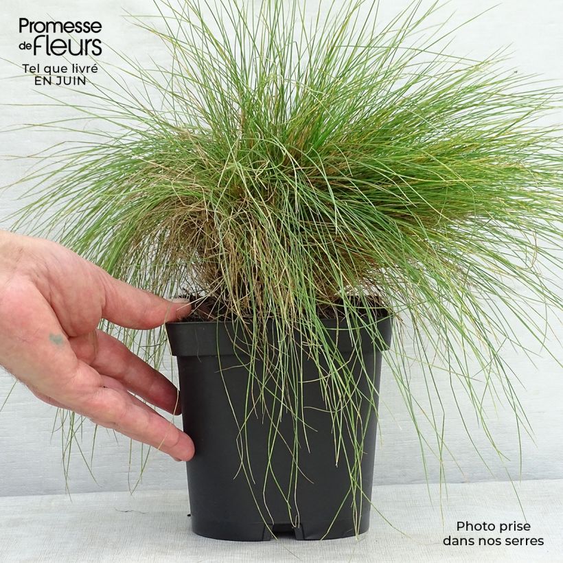 Esemplare di Festuca filiformis - Festuca a foglie capillari Vaso da 2L/3L consegnato in estate