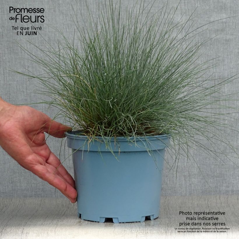 Esemplare di Festuca glauca Elijah Blue - Festuca blu Vaso da 2L/3L consegnato in estate