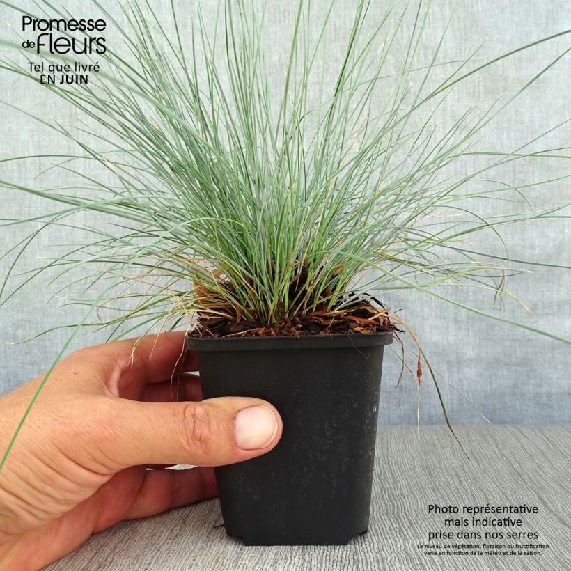 Esemplare di Festuca valesiaca Glaucantha Vasetto da 8/9 cm consegnato in estate