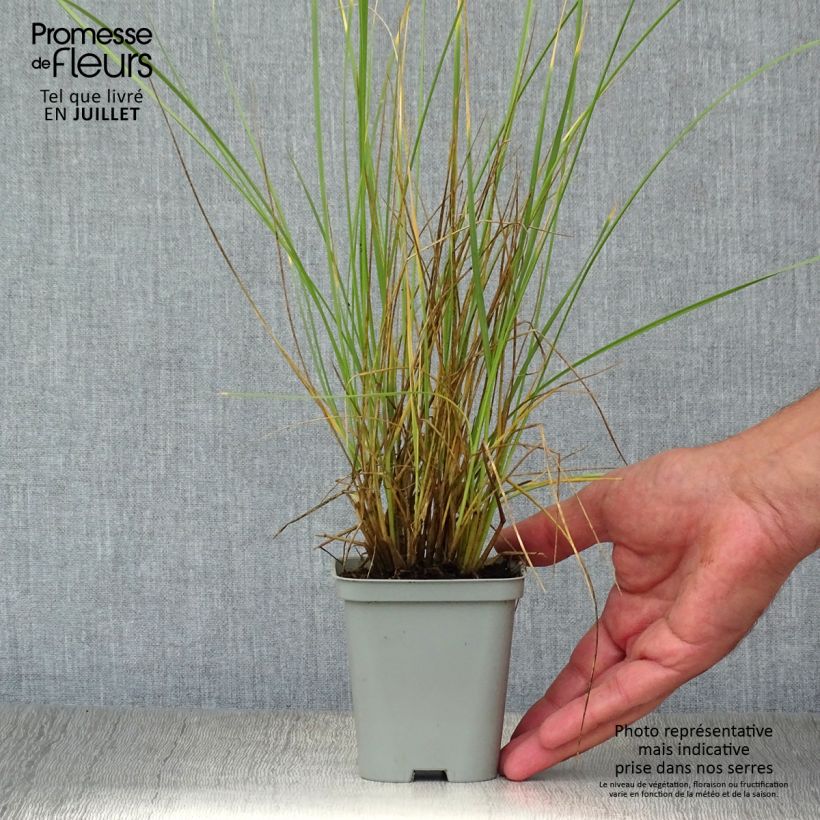Esemplare di Festuca mairei Vasetto da 8/9 cm consegnato in estate