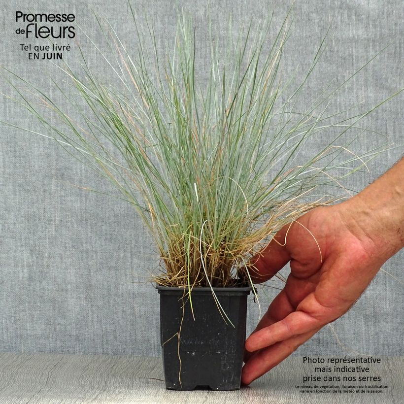 Esemplare di Festuca glauca Elijah Blue - Festuca blu Vasetto da 8/9 cm consegnato in estate