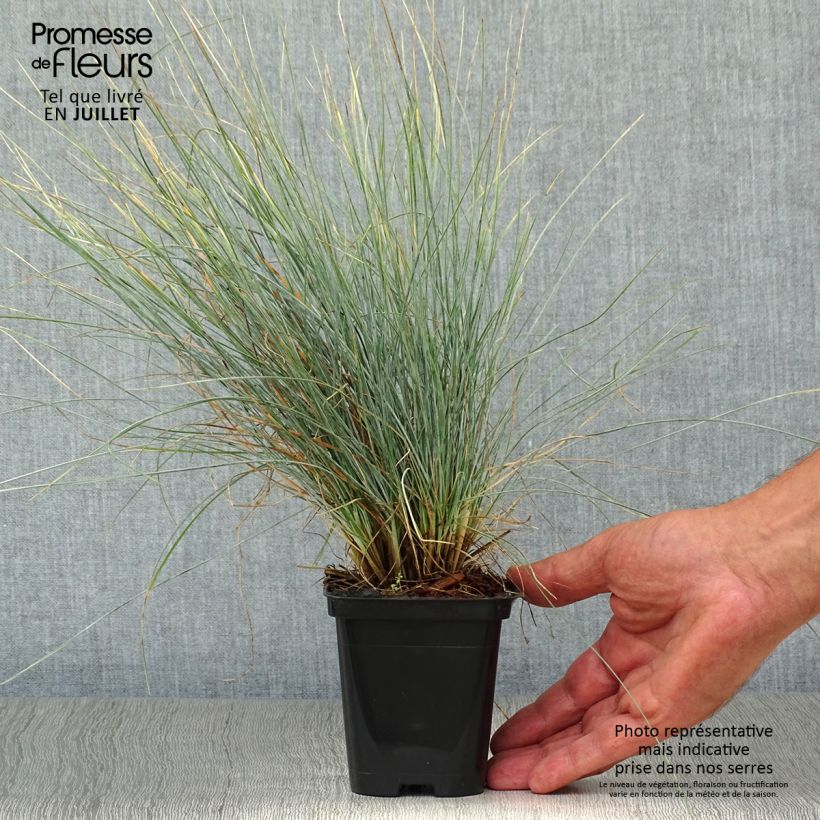 Esemplare di Festuca ovina var. glauca Vasetto da 8/9 cm consegnato in estate