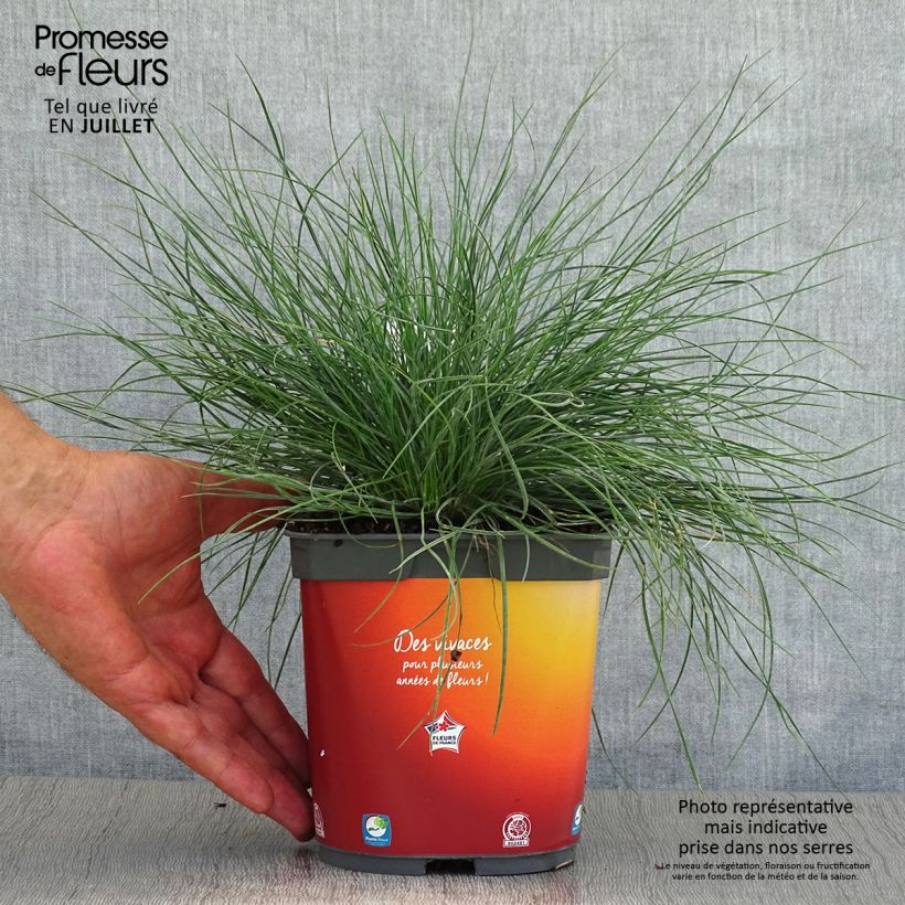 Esemplare di Festuca ovina var. glauca Vaso da 2L/3L consegnato in estate