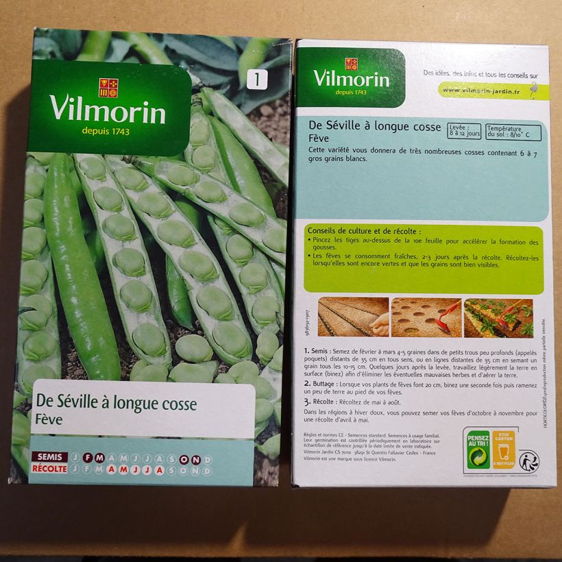 Esempio di esemplare Fava di Siviglia sacchetto di semi 125 (250g) come consegnato