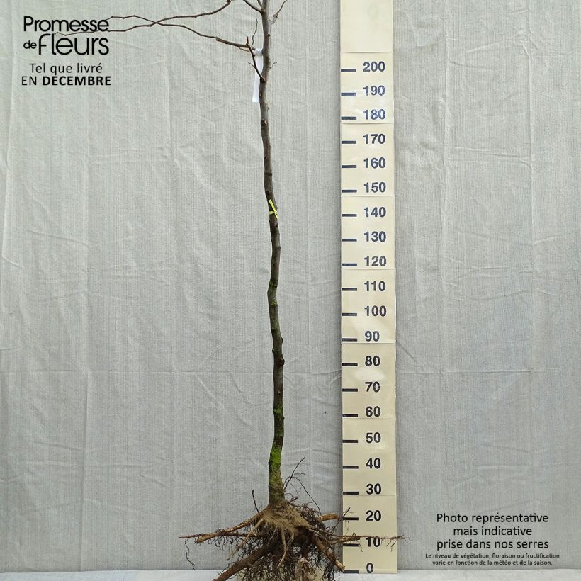 Gleditsia triacanthos f.inermis Sunburst Piante grandi a radice nudaAltezza consegnata circa 300+cm esemplare consegnato in inverno