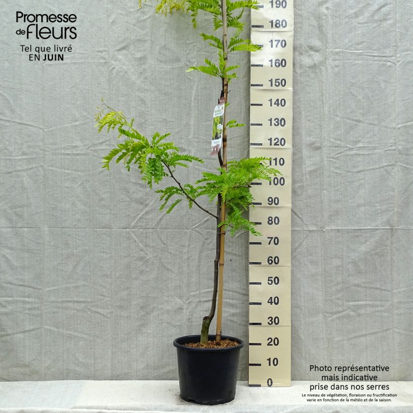 Gleditsia triacanthos f.inermis Sunburst Vaso da 12L/15LAltezza consegnata circa 150/200cm esemplare consegnato in primavera